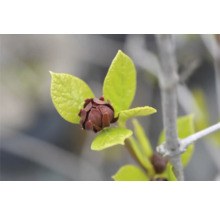Närbild av en blomknopp med gröna blad.