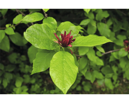 Blomma av kryddbuskeväxt med gröna blad