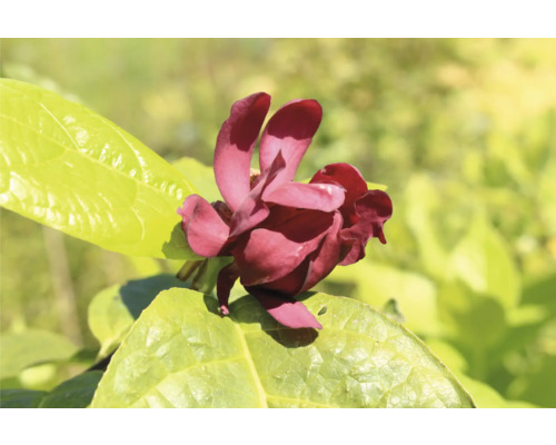 Närbild av en fylld abeliablomma med blad