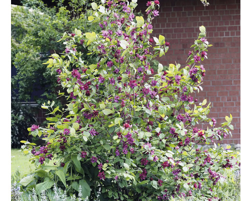 Blommande buske med violetta blommor och gröna blad