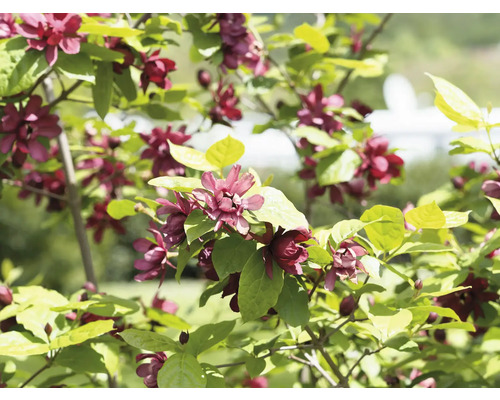 Kungsljus med purpurfärgade blommor och gröna blad
