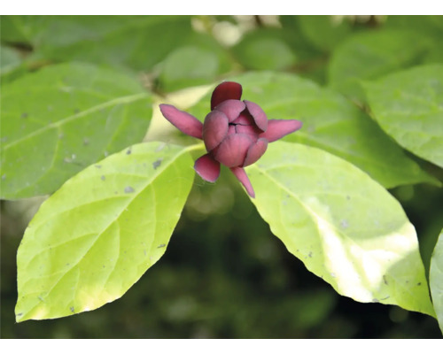 Fruktblomma med blad närbild