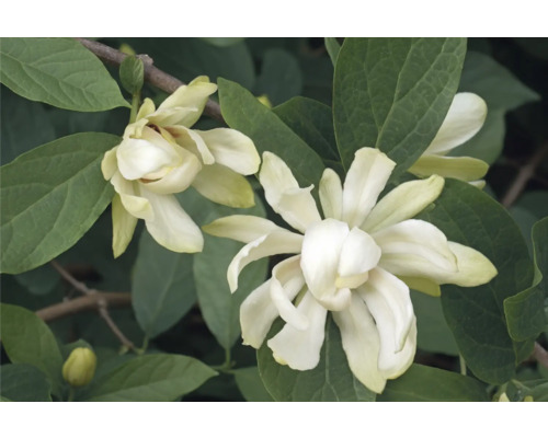 Blommor av städsegrön magnolia med blad