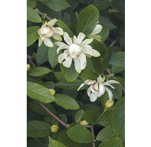 Blommande buske med vita blommor och gröna blad.