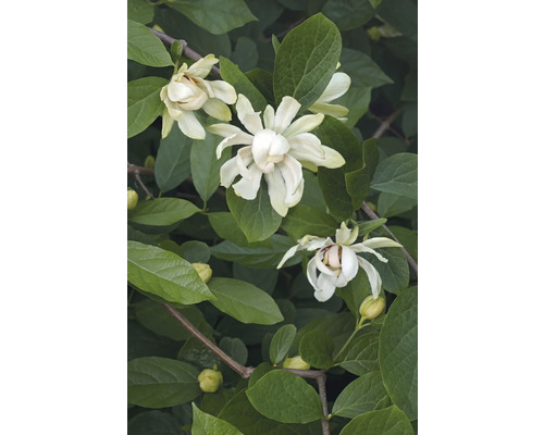 Blommande buske med vita blommor och gröna blad.