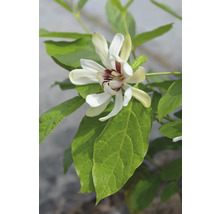 Blomma med vita kronblad och gröna blad