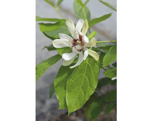 Blomma med vita kronblad och gröna blad