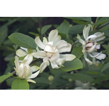 Närbild av stjärnmagnoliablommor bland blad.