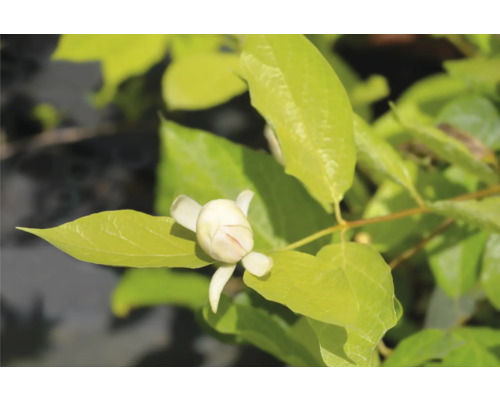 Blomma av en Magnolia sieboldii i detalj