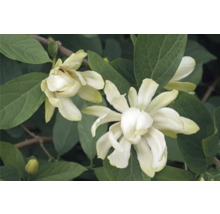 Blommor av stjärnmagnolia med gröna blad