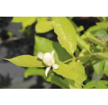 Blomma av stjärnmagnolia med blad