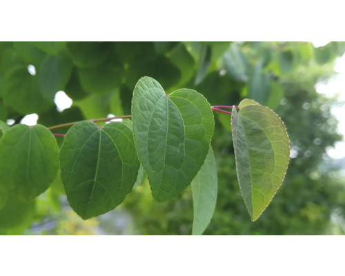 Närbild av blad från en växt.