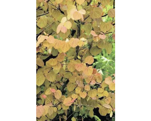 Träd med hjärtformade blad