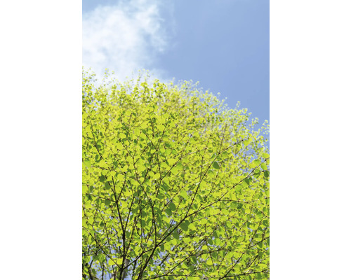 Trädtopp med fräscha löv och blå himmel