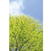 Träd med löv mot blå himmel