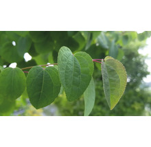 Blad från en växt med en hjärtform