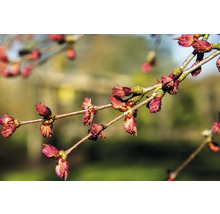 Gren med blomknoppar på våren