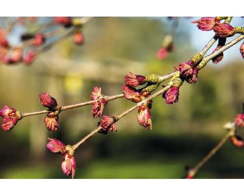 Gren med blomknoppar på våren