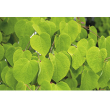 Närbild av Judas trädblad