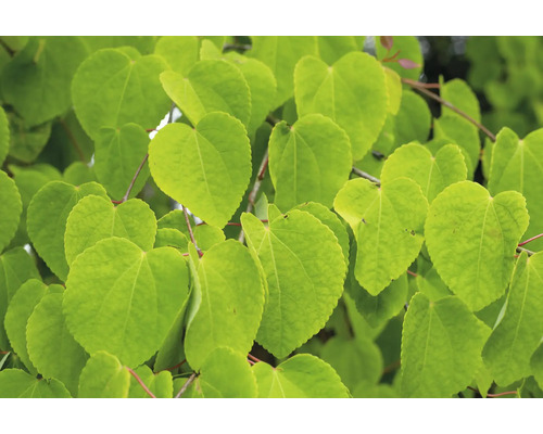 Närbild av Judas trädblad