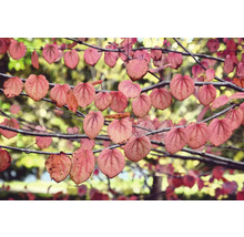 Närbild av grenar med hjärtformade blad