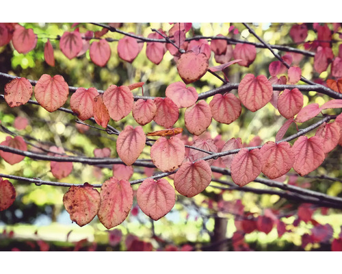 Närbild av grenar med hjärtformade blad