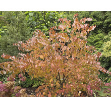 Blommande kornellträd i trädgården