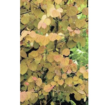 Närbild av ett Judas-träd med hjärtformade blad