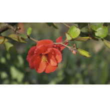Närbild av en prydnadskvittenblomma på en gren