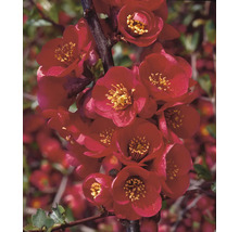 Närbild av rosenkvittenblommor på en gren