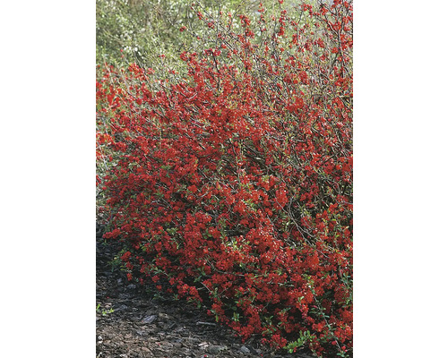 Blommande rosenkvitten i trädgården.