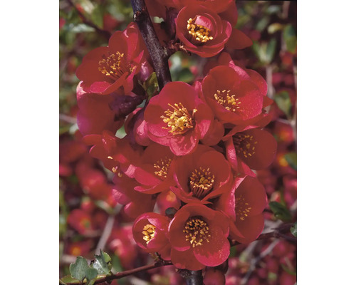 Närbild av blommor från japansk blomsterkvitten på en gren.