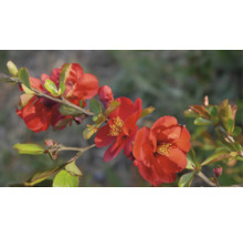 Blommande gren av rosenkvitten med blommor och blad