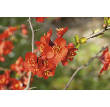Närbild av japanska blommor på en gren