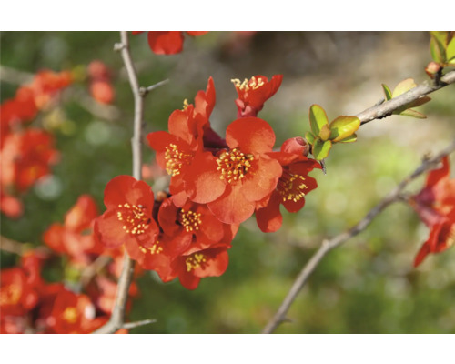 Närbild av japanska blommor på en gren