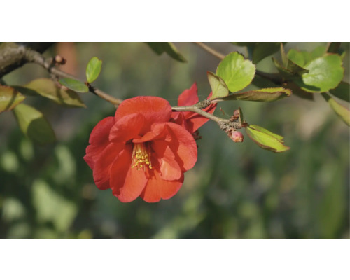 Närbild av en blomsterkvittenblomma på en gren