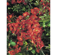 Blommor av rosenkvitten på busken
