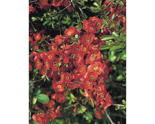 Blommor av rosenkvitten på busken