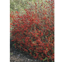 Blommande rosenkvitten i trädgården.