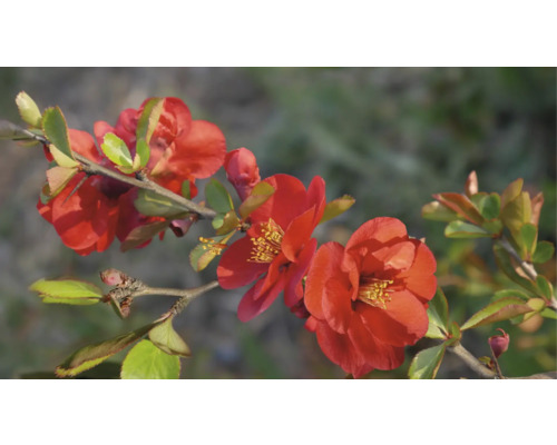 Gren av rosenkvitten med blommor och blad