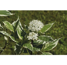 Dekorativ kornell med vita blommor och grön-vit variegerade blad.