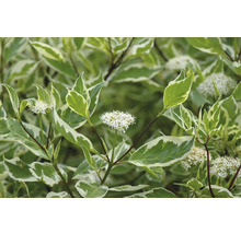 Kornell med vitkantade blad och vita blommor