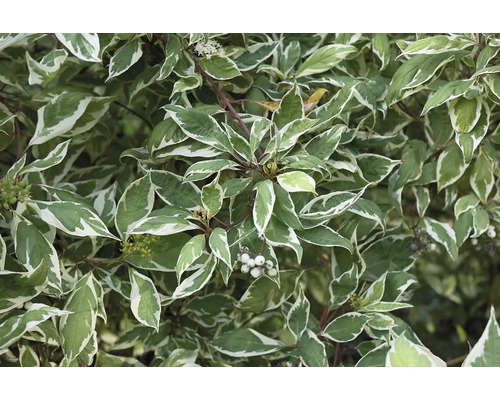 Detalj av dekorativ kornell med grönvita blad