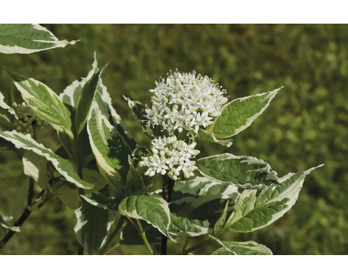 Dekorativ kornell med vita blommor och grön-vit variegerade blad.
