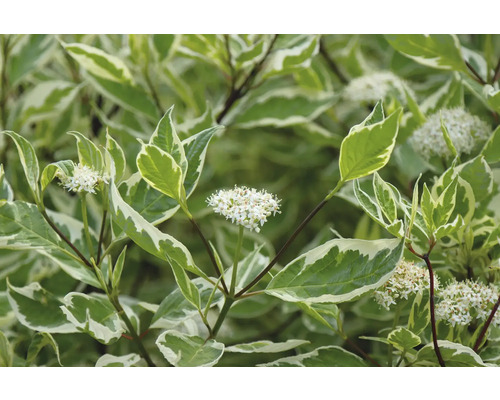 Kornell med blomma och brokiga blad