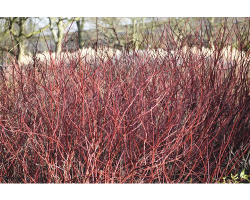 Kornellbuske på vintern