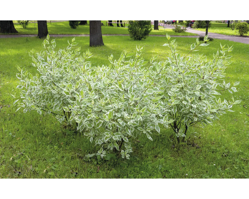 Kornellbuske med grönvita blad i trädgården