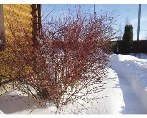 Körsbärskornellbuske i vinterträdgård.