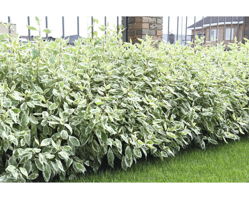 Dekorativ brokig kornell som häck i trädgården.