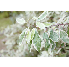 Dekorativt kornellgren med grön-vit variegerade blad